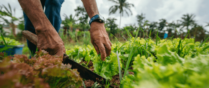 Farm to Table Experience